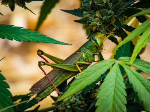 grasshopper on a cannabis plant