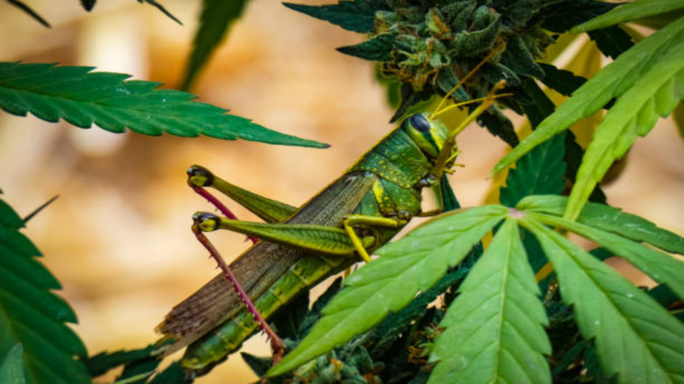 grasshopper on a cannabis plant