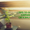 Tips to grow great cannabis on a terrace