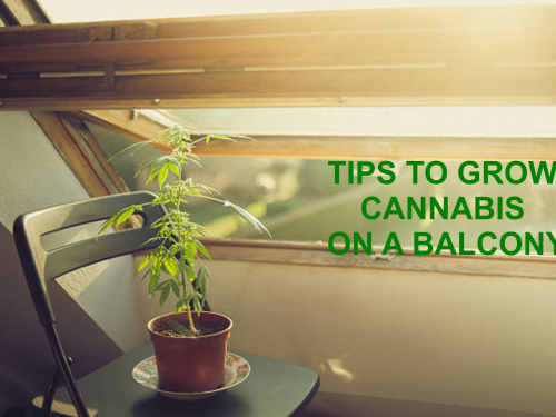Tips to grow great cannabis on a terrace
