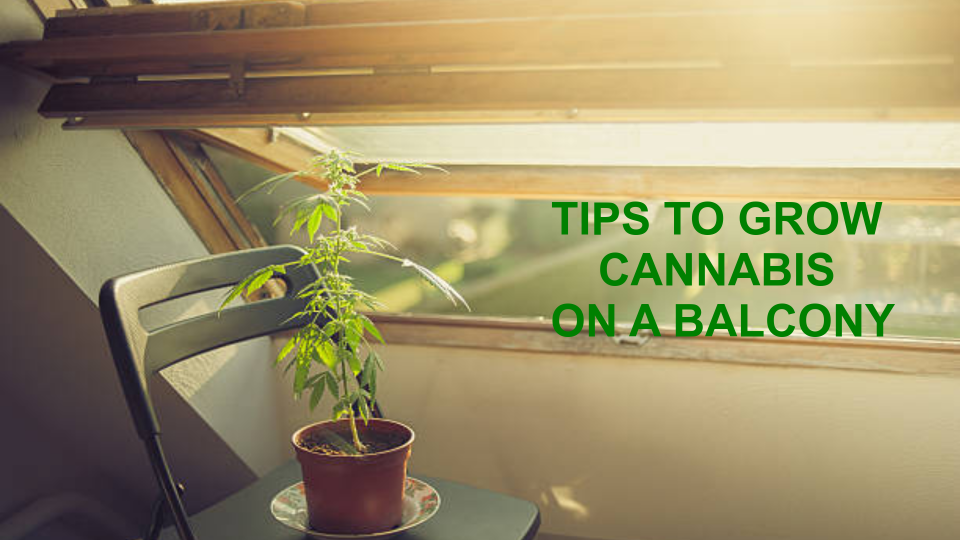 Tips to grow great cannabis on a terrace