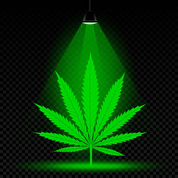 marijuana-indoor-light-schedul