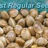 best marijuana seeds