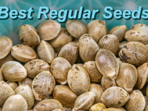 best marijuana seeds