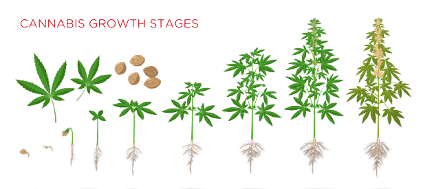 cannabis-growth-stage