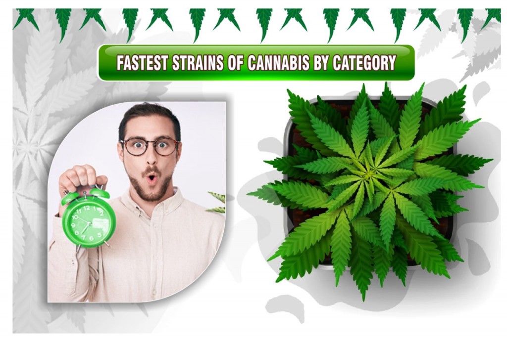fastest-strains-of-cannabis-by-category