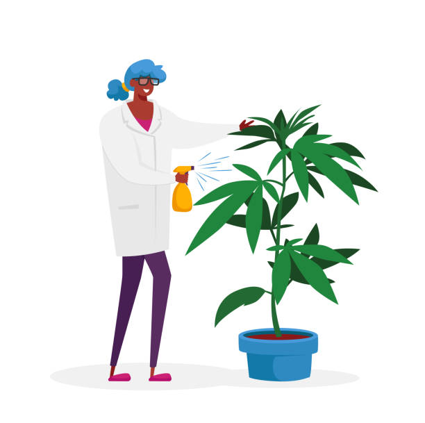 feeding marijuana plant
