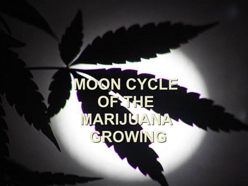 moon-cycle-marijuana-growing