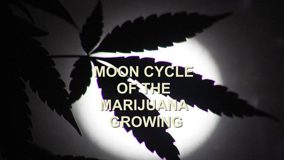 moon-cycle-marijuana-growing
