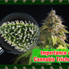 Cannabis Trichomes