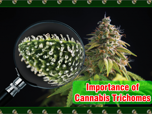 Cannabis Trichomes