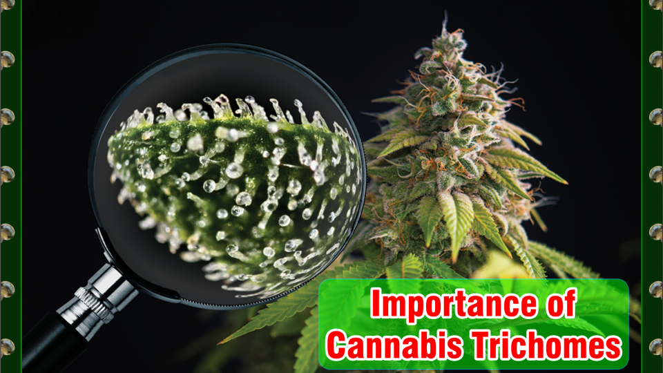 Cannabis Trichomes