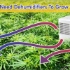 Dehumidifiers To Grow Cannabis