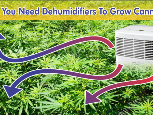 Dehumidifiers To Grow Cannabis