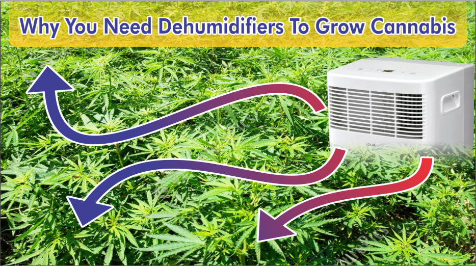 Dehumidifiers To Grow Cannabis