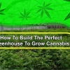 cannabis-greenhouse