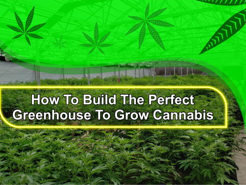 cannabis-greenhouse