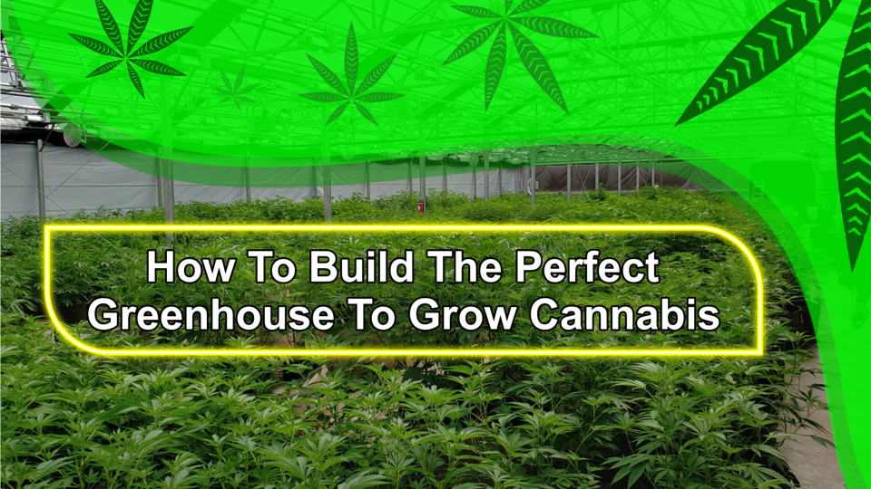 cannabis-greenhouse