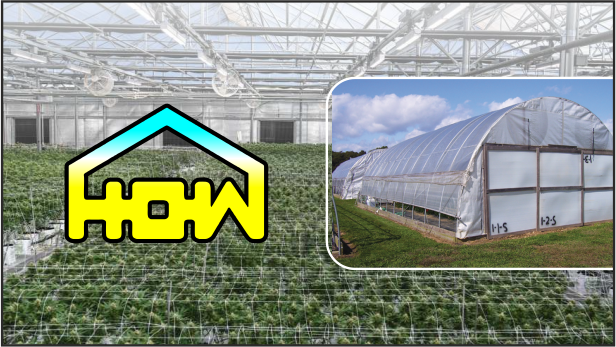 marijuana-greenhouse