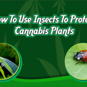 cannabis-insects