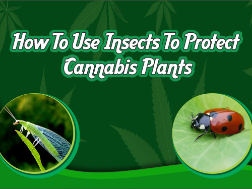 cannabis-insects