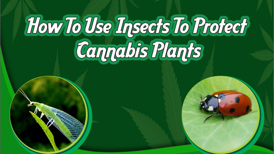 cannabis-insects