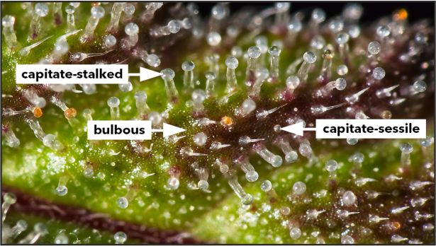 Trichomes